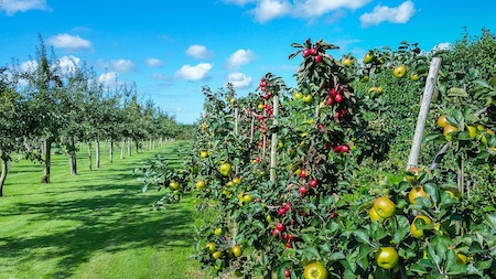 passaporto delle piante passaporto delle piante