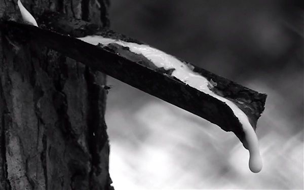 PIRELLI, VIAGGIO PER IMMAGINI PER CONOSCERE MONDO DELLA GOMMA NATURALE