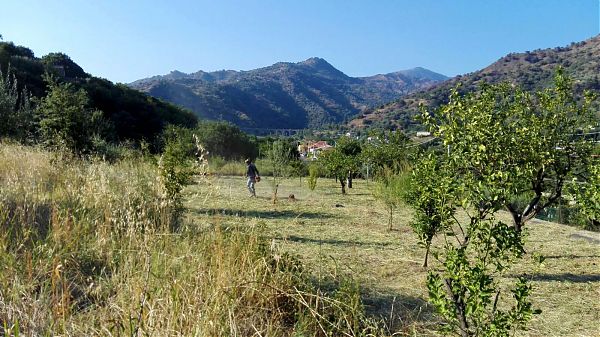 IN SICILIA CRESCE LA FORESTA CREDEM