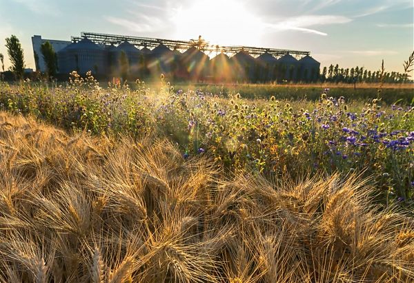 AGRICOLTURA SOSTENIBILE, NASCE LA “CARTA DEL MULINO”