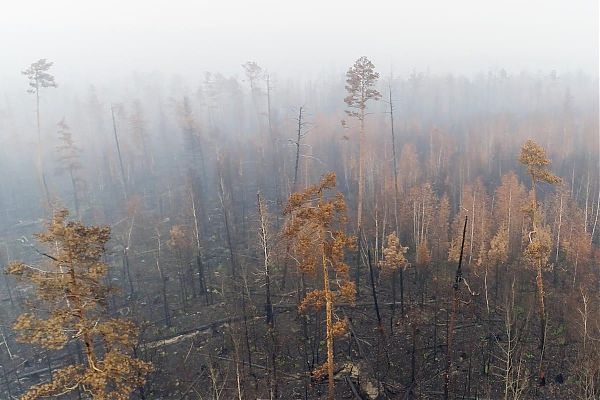 INCENDI IN SIBERIA, GREENPEACE LANCIA L’ALLARME CLIMA