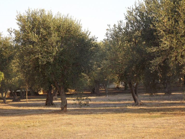 CORTE UE “L’ITALIA NON HA FATTO ABBASTANZA CONTRO LA XYLELLA”