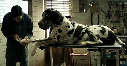 OSCAR, DOGMAN DI GARRONE CANDIDATO PER L’ITALIA