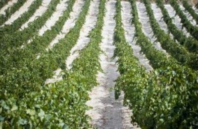 GRANDINATA METAPONTINO, FANELLI A IMPRESE”SEGNALARE DANNI”