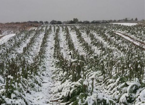 MALTEMPO,  BRAIA “DIPARTIMENTO AGRICOLTURA IN ALLERTA”