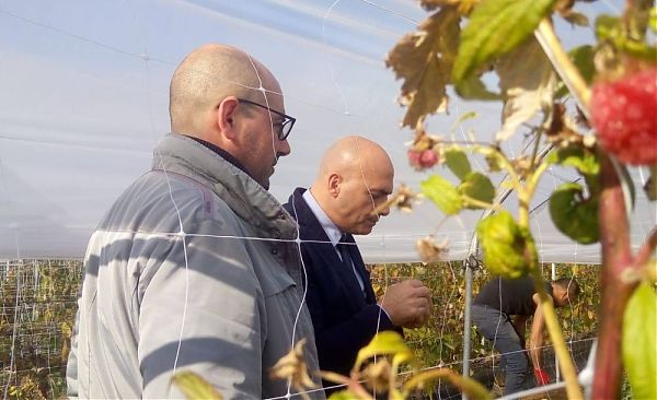 BASILICATA: BRAIA VISITA AZIENDE METAPONTINO