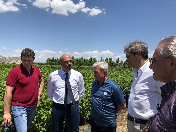 AGRICOLTURA, BRAIA “SUL WEB LA CARTA VOCAZIONALE DEL NOCCIOLO”