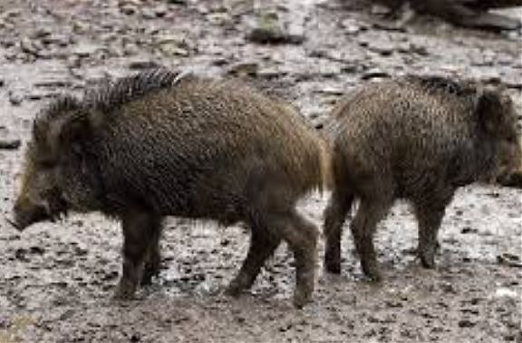 ABRUZZO: EMERGENZA CINGHIALI, INSEDIATO TAVOLO TECNICO