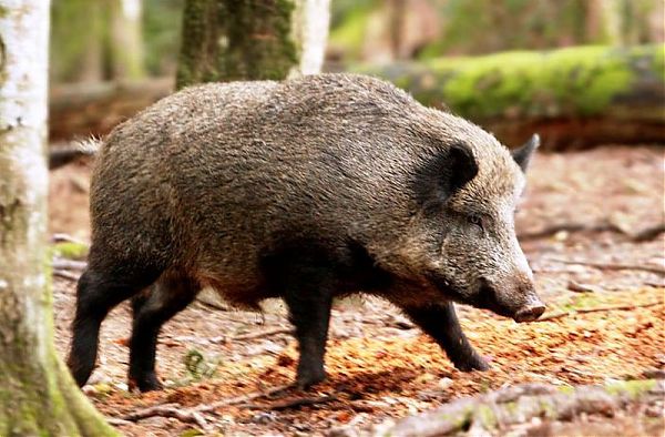 BRANCO CINGHIALI INVADE A1, UN MORTO E DIECI FERITI