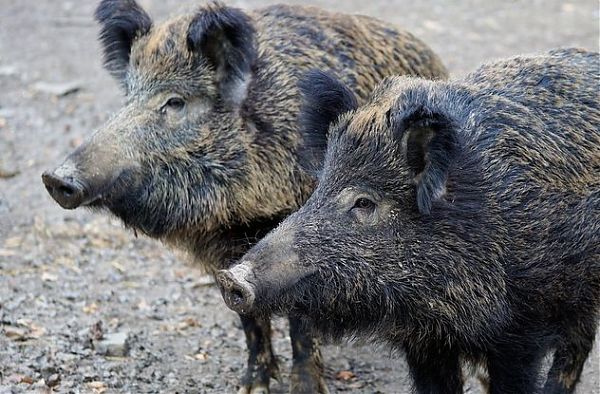 VENETO: CACCIA AL CINGHIALE ANCHE SUL BALDO