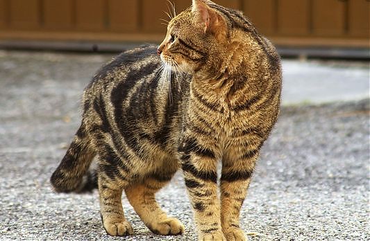 VDA: CAMPAGNA PER PREVENZIONE DEL RANDAGISMO