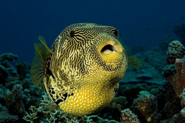 SPECIE TROPICALI NEI MARI, ALLERTA PER SALUTE