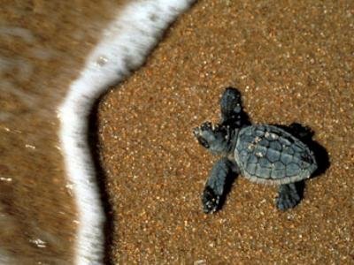 ARRIVANO I LIDI AMICI DELLE TARTARUGHE