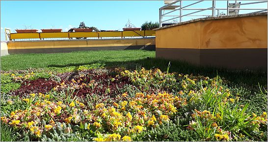 TETTI VERDI IN CITTÀ ANCHE D’INVERNO