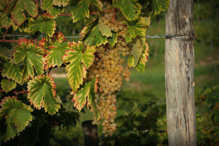 SICILIA, 20 MLN PER RISTRUTTURARE I VIGNETI