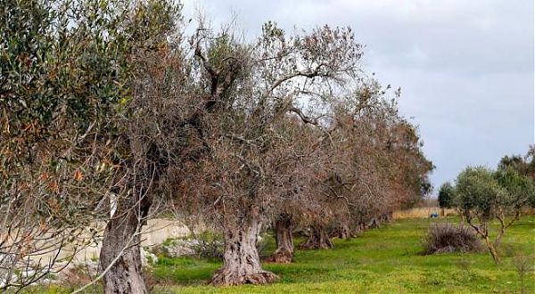 XYLELLA, ANCHE LA BASILICATA ADOTTA UN PIANO DI PREVENZIONE
