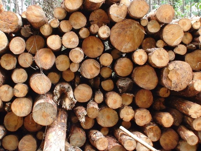 AL VIA IL PROGETTO “LEGNO CLIMA”