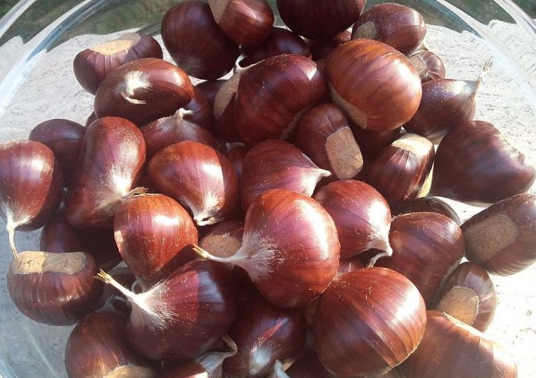 A VITERBO SAGRA CASTAGNA E DEL FUNGO PORCINO