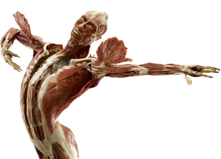 MOSTRE, BODY WORLDS ARRIVA A PALERMO