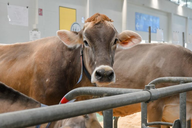 Cresce la domanda mondiale di latte