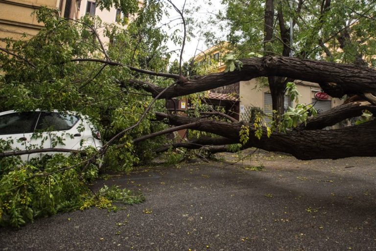 UN PIANO STRAORDINARIO PER GLI ALBERI DI ROMA