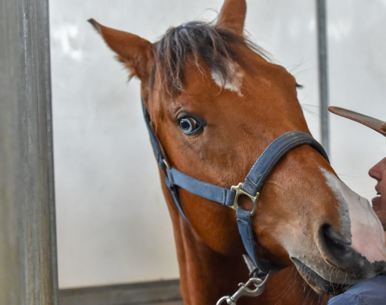TOSCANA, DA REGIONE 50 MILA EURO PER L’IPPOTERAPIA