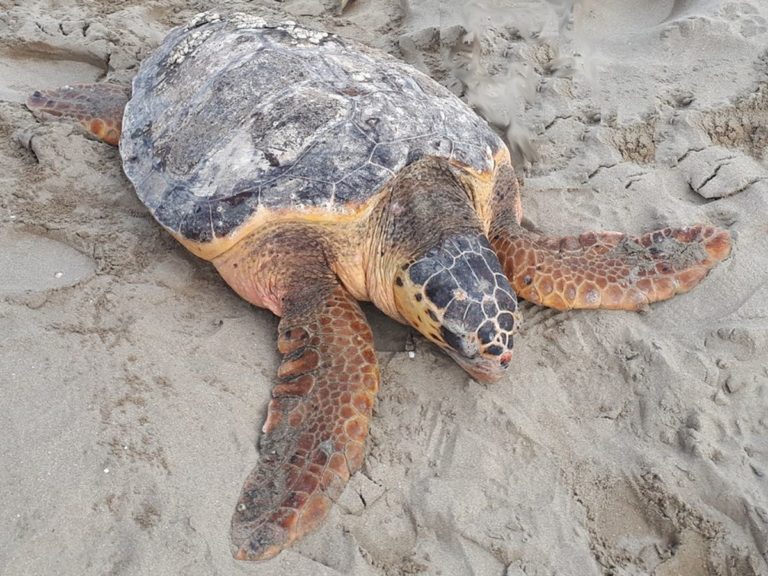 TROVATA UNA TARTARUGA DI 50 CHILI IN SPIAGGIA A CERVIA