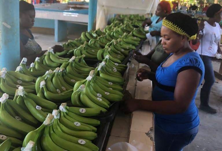 Nelle mense scolastiche italiane arrivano le banane bio