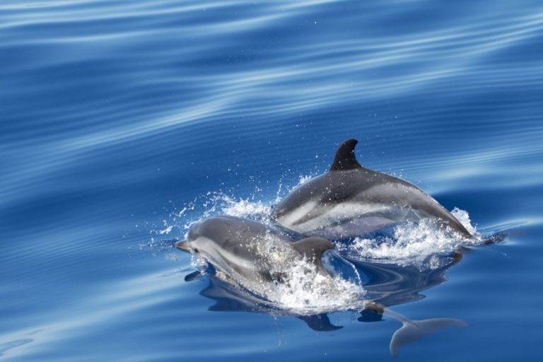 Intesa Wwf-Fondazione Cima per il Mediterraneo