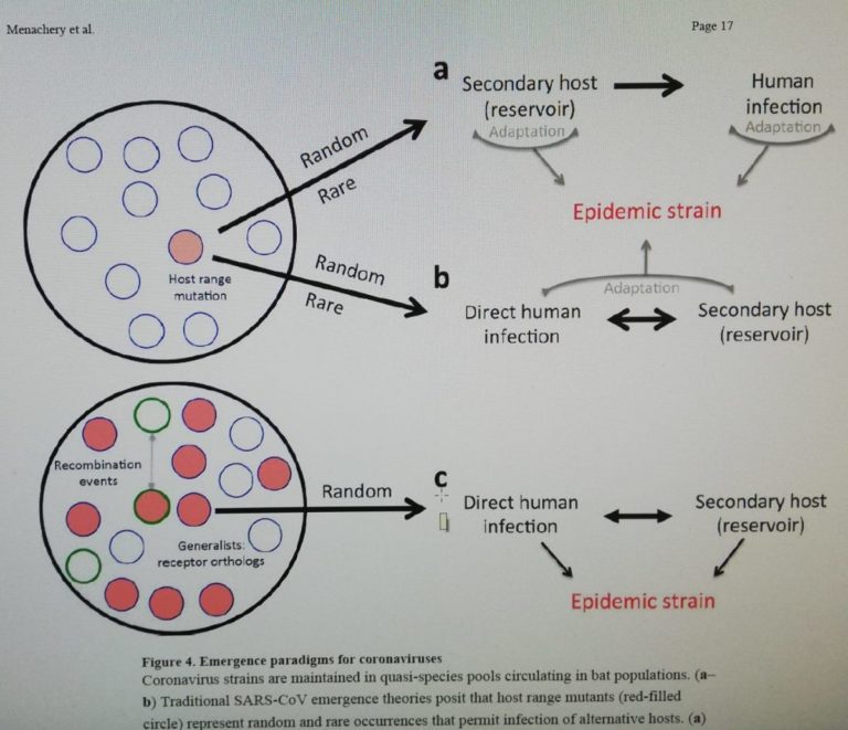 Coronavirus, lo studio che previde la pandemia