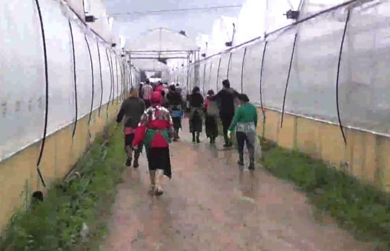 Caporalato a Latina, braccianti agricoli pagati 4 euro all’ora