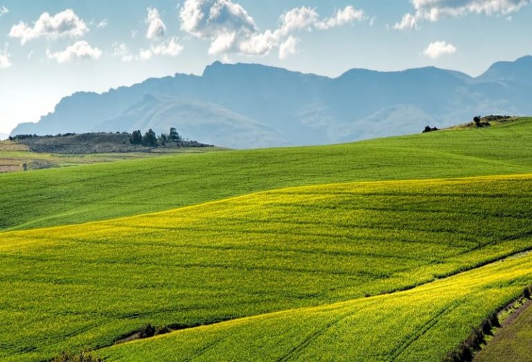 Coronavirus, da Ismea 30 milioni ad aziende agricole e pesca