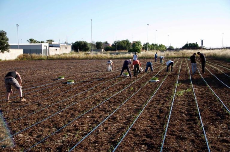 Spesa “donata” o “aspettata”, l’agricoltura sociale per la comunità