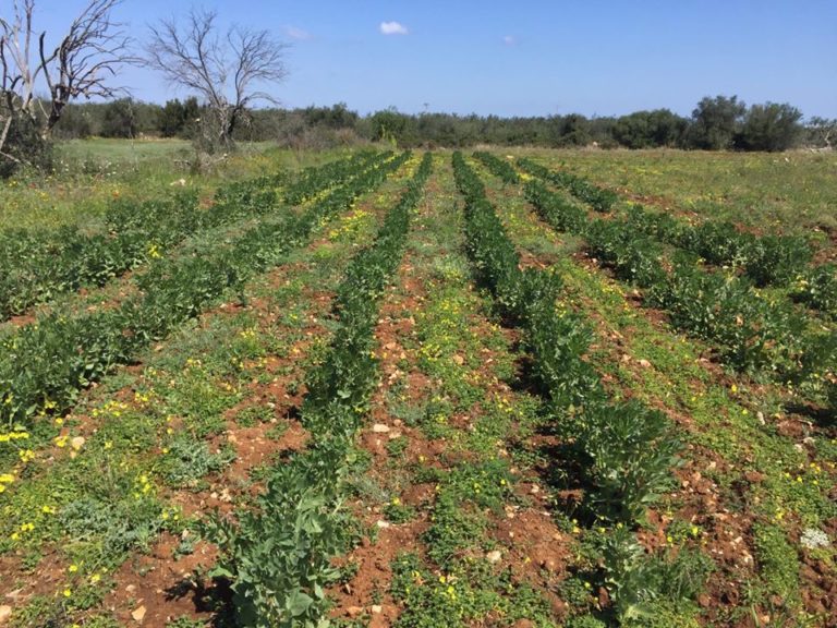 L’impresa sociale al Sud motore di solidarietà e crescita