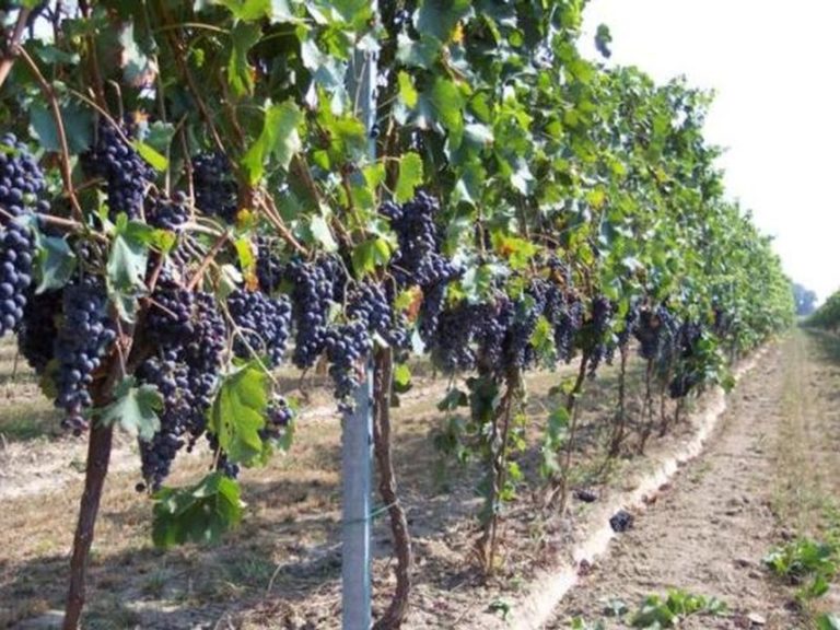 Crisi settore vitivinicolo, incontro regione-produttori