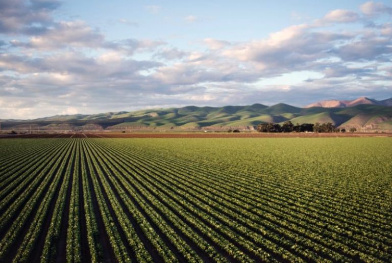 Nel 2019 +5,1% polizze agevolate agricoltura, 8.3 mld valori assicurati