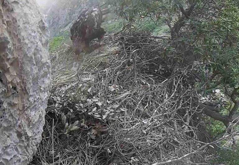 Nel Parco dei Nebrodi nato un piccolo di aquila reale