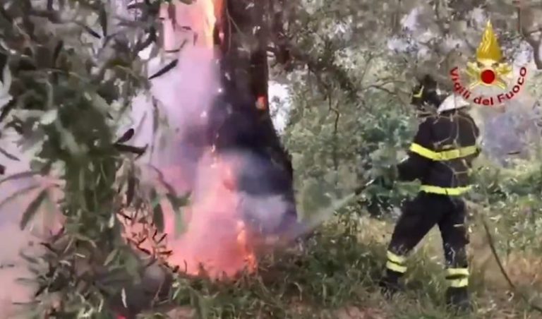 Incendi alimentati dal forte vento a Palermo ed in provincia