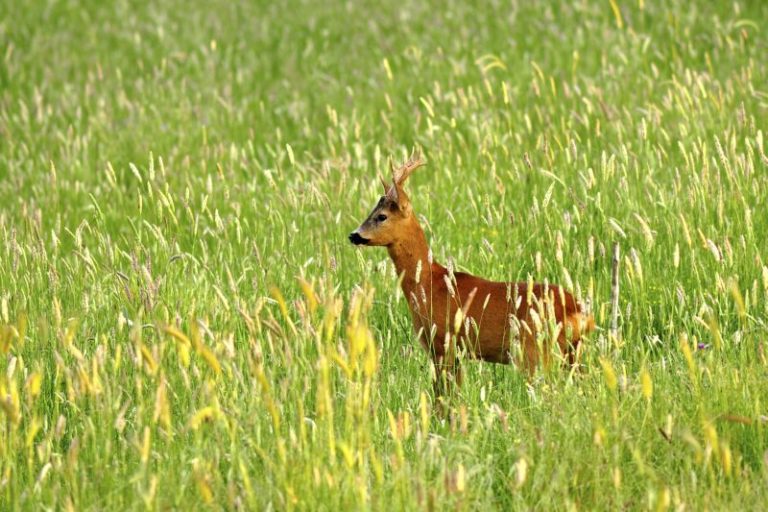 Dal 18 al 24 maggio  prima edizione “Settimana della natura”