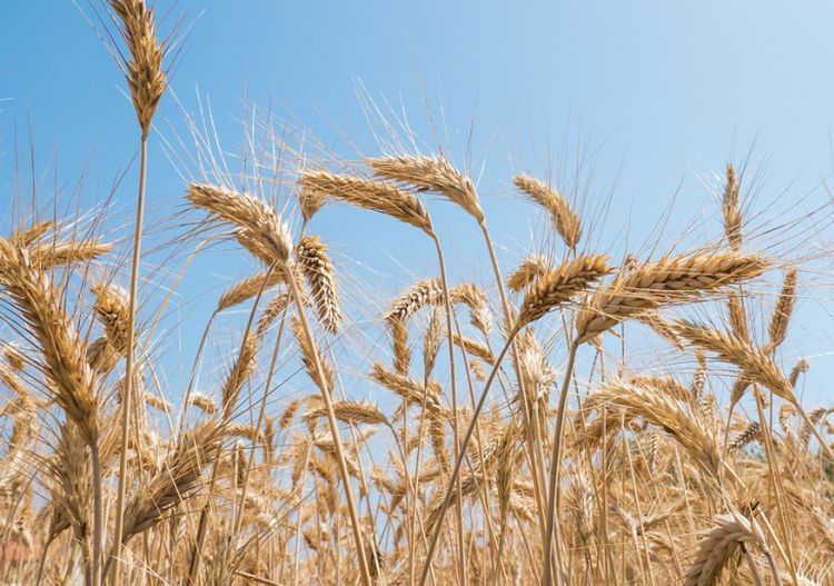 Grano, più sostenibilità e sicurezza alimentare con il progetto Agent