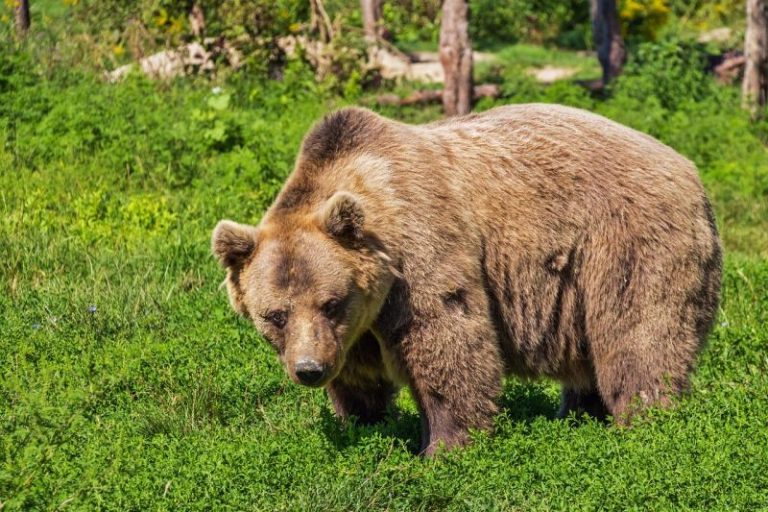 Conoscenza e informazione a tutela dell’orso bruno in Italia