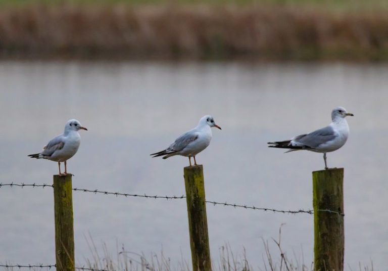 Biodiversità, Lipu “Perdita di specie e habitat si può fermare”