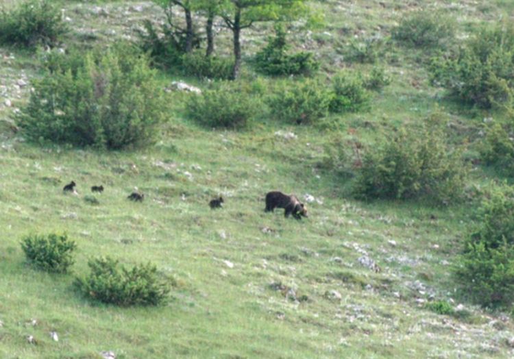 Orso marsicano con 4 cuccioli nel Parco d’Abruzzo, Lazio e Molise
