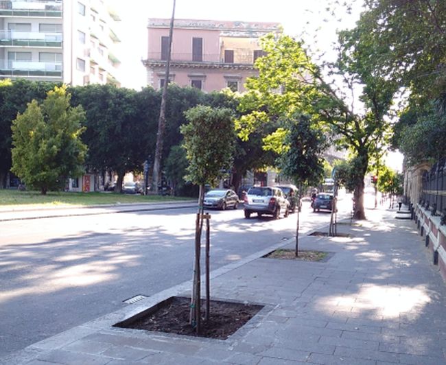 A Catania progetto 2mila nuovi alberi, già messi a dimora 250 arbusti