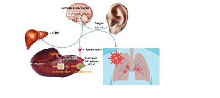 Studio Università di Palermo, da neuroscienze nuove strategie anti-Covid