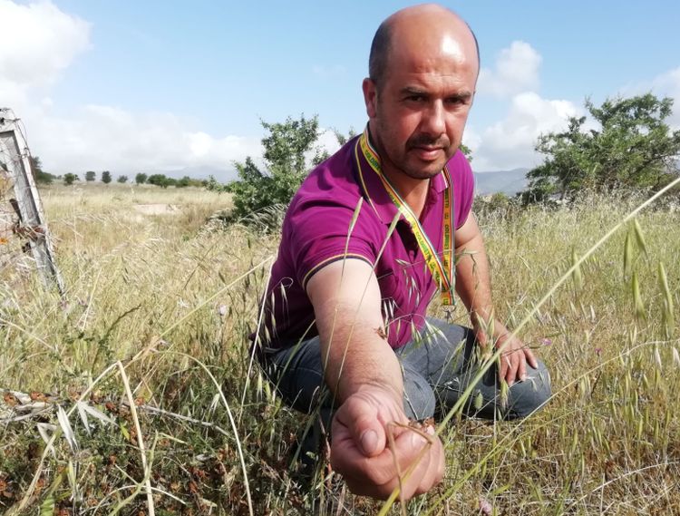 Emergenza cavallette in Sardegna, l’allarme della Coldiretti