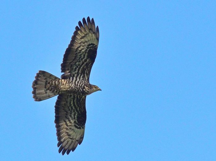 Nel Parco del Beigua crescono i falchi pecchiaioli monitorati