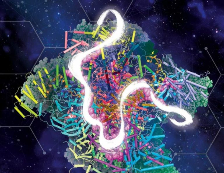 Spliceosoma, come si propaga l’informazione giusta nelle cellule