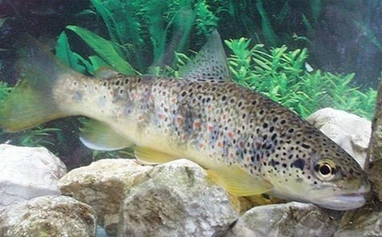 Life Streams, progetto europeo per conservazione trota mediterranea