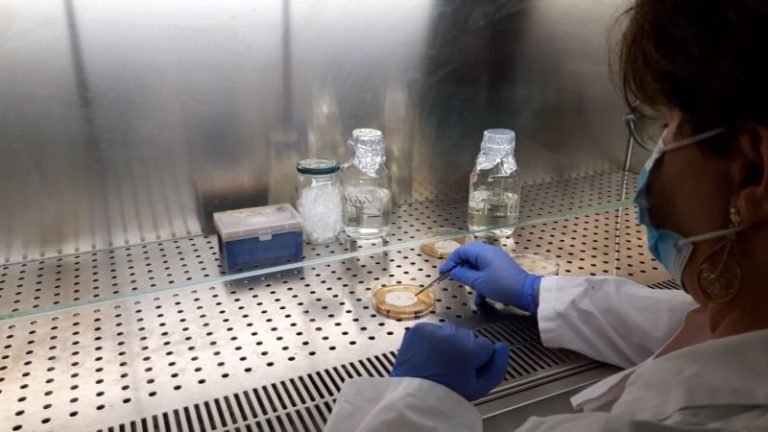 Coronavirus, task force dell’Ateneo di Palermo per verifica mascherine